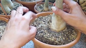 Как приподнять адениум. Цветущие адениумы МАЙ 2019