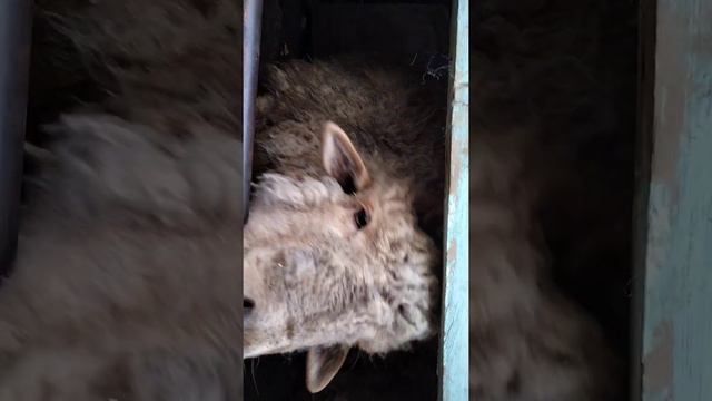 ГИГАНТ БРАМА смотреть онлайн