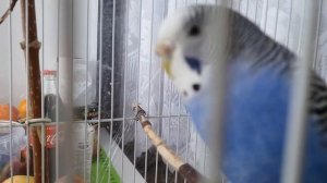 Почему попугаи говорят?