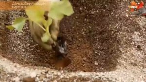 День шокирующих гипотез Часть 1