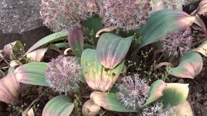 Allium karataviense Regel pol. Czosnek karatawski