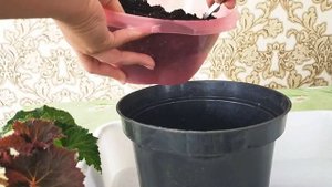 Пересадка клубневой бегонии