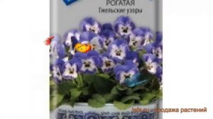 Фиалка рогатая Гжельские узоры (gzhelskie uzory) ? обзор: как сажать, семена фиалки Гжельские узоры