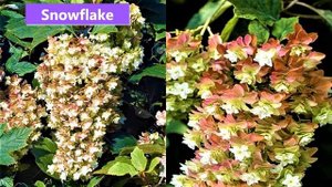 Редкой красоты кустарники с огромными соцветиями и яркой листвой