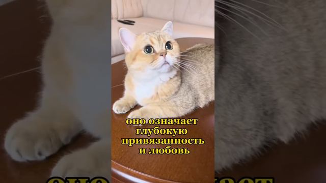 Кошачий поцелуй💋