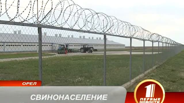 Племенное свинонаселение.