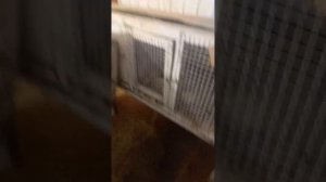 КРОЛЬЧИХА РВЕТ ПУХ ЗА 10 ДНЕЙ ДО ОКРОЛА!?ЧТО ЭТО ЗНАЧИТ!?