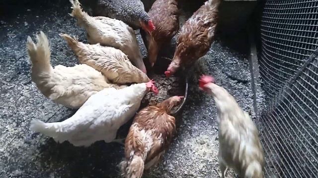 Кормление кур несушек в домашних условиях. Мешанка для кур несушек. Куры хорошо несутся.