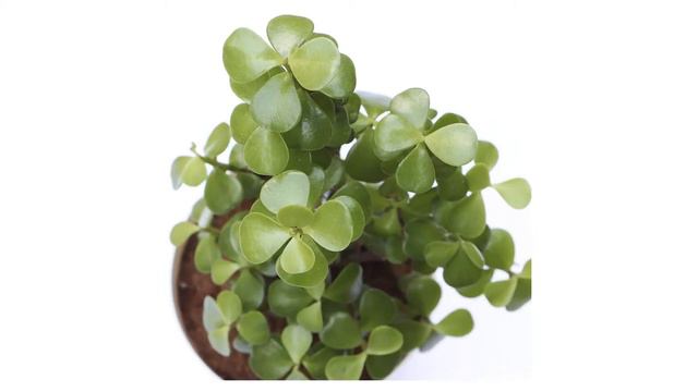 🌵 10 Best Indoor Plants in India (Ugaoo, Plantsveda, and More)