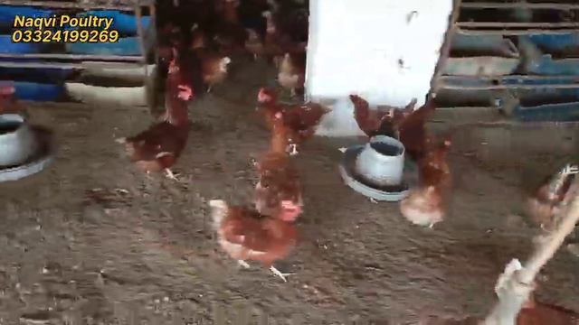 100 Lohman Brown Hens Complete Profit Report | Small Scale Hen Farming Business Idea | Layer Chicke смотреть онлайн