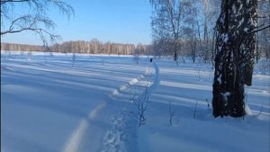 Канадский волк гибрид Начало февраля