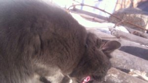 Очень красивый серый кот