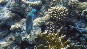 КОРАЛЛОВЫЙ РИФ ПОДВОДНЫЙ МИР ЕГИПТА   ? GREAT UNDERWATER WORLD RED SEA SHARM EL SHEIKH.mp4