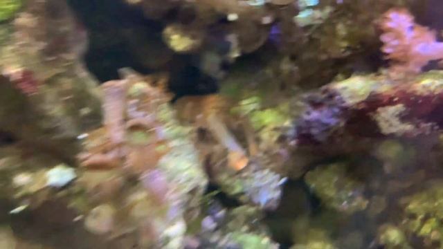 Морской аквариум. Щелкуны не ладят. Разборки. смотреть онлайн