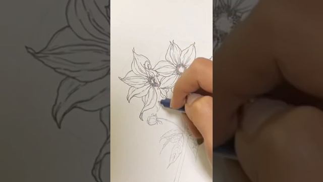 Tree dahlia pencil drawing.皇帝ダリア