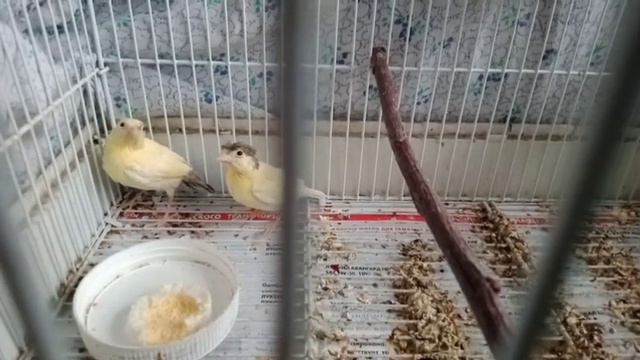 Птенцы канарейки слетели с гнезда. Молодые канарейки. смотреть онлайн