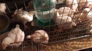 Вес бройлеров в 14 дней. КОББ 500 ЧЕХИЯ