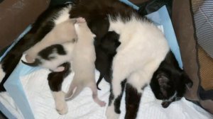 Истощённую кошку-мать с новорожденными котятами выбросили в коробке под Курском