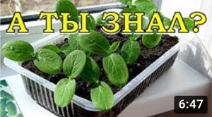 СЕЕМ в марте ОГУРЦЫ на ранний урожай!???