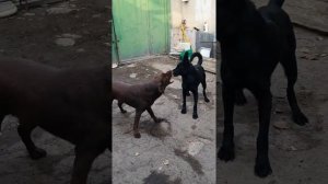 Лабрадор защитник. Чёрная   немецкая овчарка и шоколадный лабрадор.