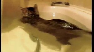 Cat Likes Swimming in the Bathroom / Кот любит плавать в ванной