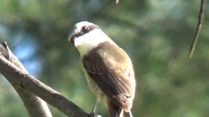 Птицы Таиланда. Сибирский жулан.