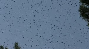 Быстрое расширение пасеки