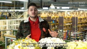 Хризантема Pina Сolada на российском рынке: высокие шансы, своя ниша, вкус праздника.