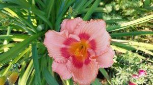 Лилейник  Строббери Кэнди. Обладатель конкурсных наград. Конец августа.2021г.