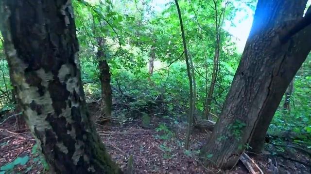 БЕЛЫЕ ГРИБЫ в ЖАРУ! Дубовики пошли полянами! Лисичка начала рост! Грибы в июле 2022! смотреть онлайн