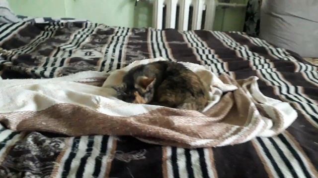 ЗАПАДНО СИБИРСКАЯ ЛАЙКА Щенки первые 2 месяца