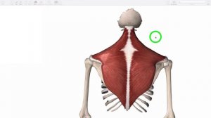 Трапециевидная мышца - мини-урок и тестирование.