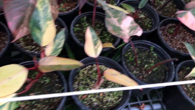 Ep.17 Philodendron domesticim-Strawberry Shake ไม้วางข้อใช้เวลาในการฟื้นตัวนานแค่ไหนเรามาดูกัน смотреть онлайн