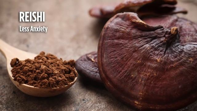 Renew Actives Mushroom Complex Supplement: Mushroom 10X Complex for Energy, Immune, & Brain Support смотреть онлайн