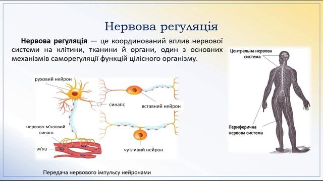 Біологія людини. Гомеостаз і регуляція функцій організму. Нервова регуляція