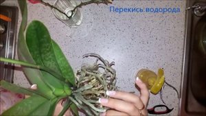 Новинка! Орхидея фаленопсис Стюартиана (Phal. Stuartiana). Посадка в керамзит.