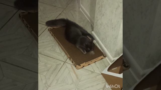 Когтеточка для любителей коробок😻😀