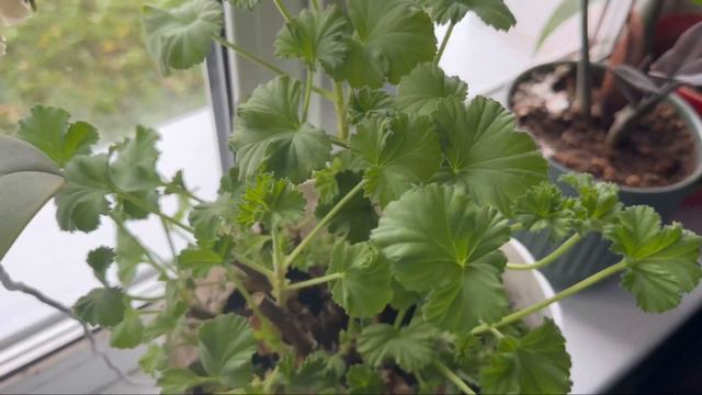 ВЛОГ Готовлю борщ с сахаром. Выживет ли королевская герань? смотреть онлайн