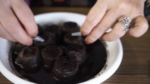 Как правильно  посадить Эустому на рассаду ✿