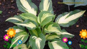 Хоста гибридная Кристмас Кэнди. Краткий обзор, описание характеристик hosta hybrida Christmas Candy
