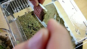 CAMPONOTUS VAGUS в ОГРОМНОМ ДЕРЕВЯННОМ ФОРМИКАРИЕ//МУРАВЬИ ДРЕВОТОЧЦЫ