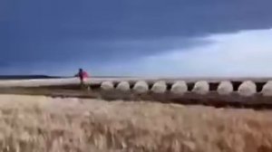 Тюлени нападают!