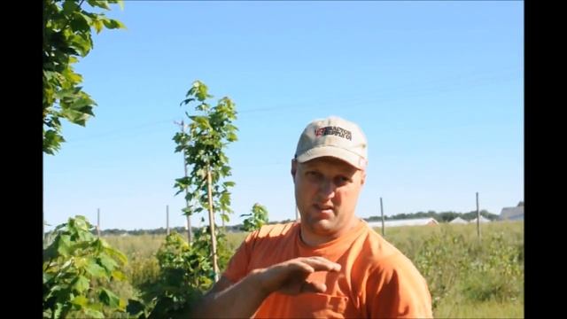 About The October Glory® Red Maple смотреть онлайн