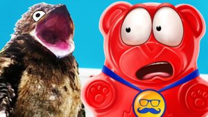 КТО ТАКАЯ КУКАБАРРА, МЫЛО ИЗ НУТЕЛЛА И ЖЕЛЕЙНЫЙ МЕДВЕДЬ ВАЛЕРА.mp4