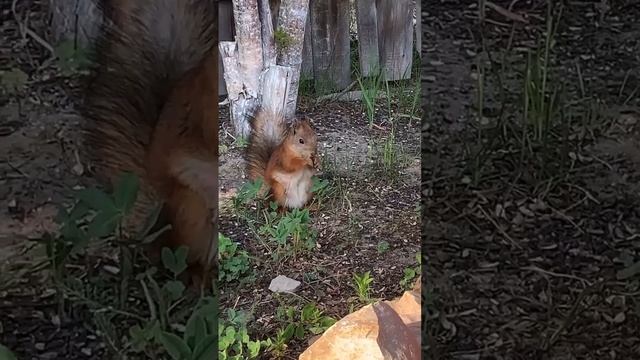 У вартовчанки на даче поселилась белка