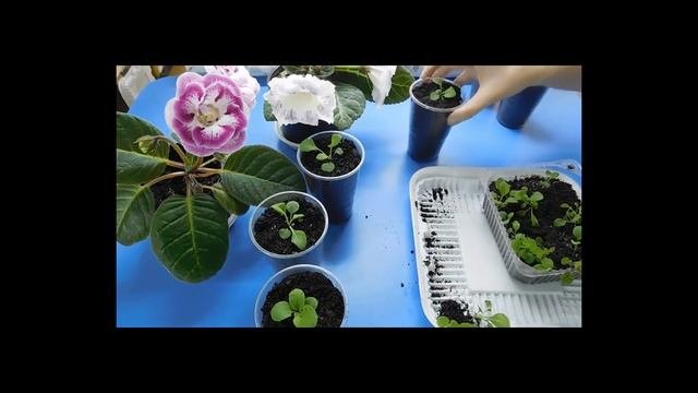 КАК ВЫРАСТИТЬ РАССАДУ ПЕТУНИИ В ДОМАШНИХ УСЛОВИЯХ !
