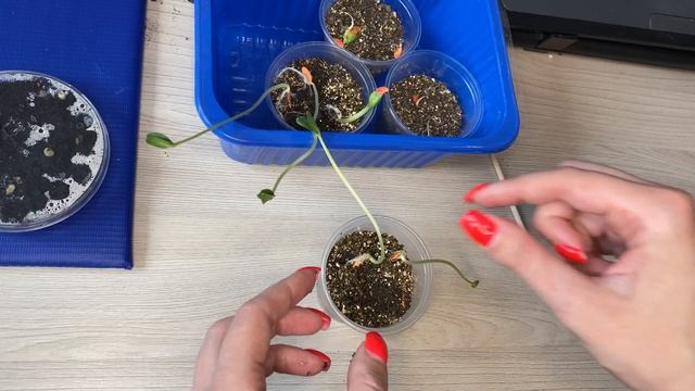 Выращиваем огурцы дома // Growing Cucumbers at home // Огурцы на подоконнике