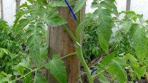 Пасынки на помидора