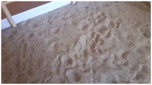 ?Обзор на открытый манеж для лошадей шляйх?/ Новая  рубрика?