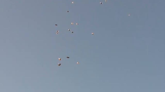 высололётные  голуби   29